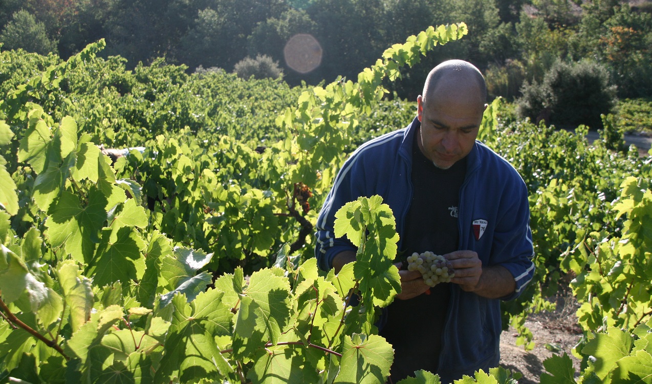 Languedoc And Roussillon 2020 Reds AL JancisRobinson